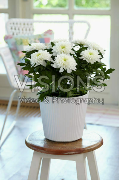 Chrysanthemum Nova Zembla White