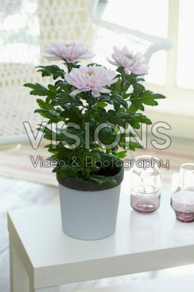 Chrysanthemum Nova Zembla Pink Chrysanthemum Nova Zembla Pink