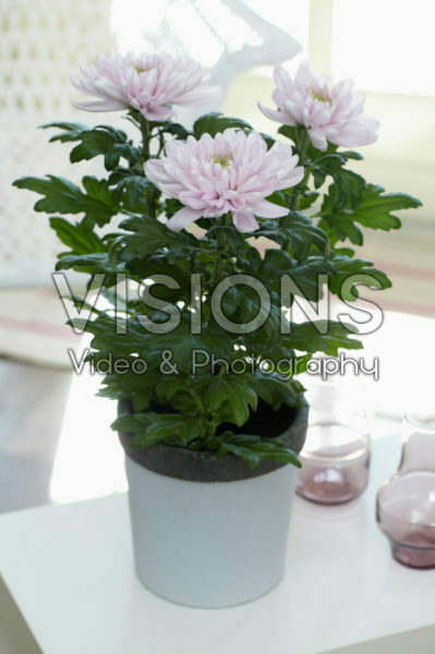 Chrysanthemum Nova Zembla Pink Chrysanthemum Nova Zembla Pink
