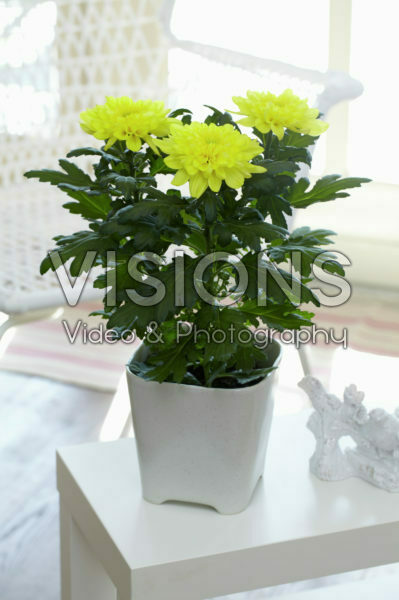 Chrysanthemum Nova Zembla Yellow Chrysanthemum Nova Zembla Yellow
