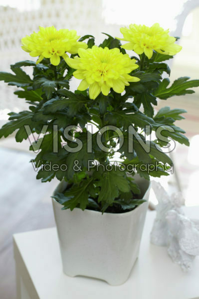 Chrysanthemum Nova Zembla Yellow Chrysanthemum Nova Zembla Yellow