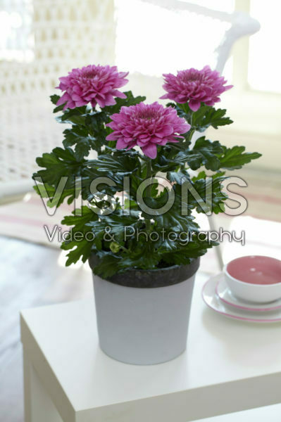 Chrysanthemum Nova Zembla Purple Chrysanthemum Nova Zembla Purple