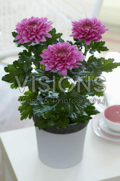 Chrysanthemum Nova Zembla Purple Chrysanthemum Nova Zembla Purple