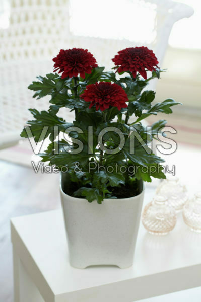 Chrysanthemum Nova Zembla Red