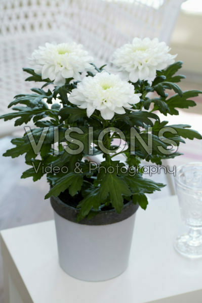 Chrysanthemum Nova Zembla White