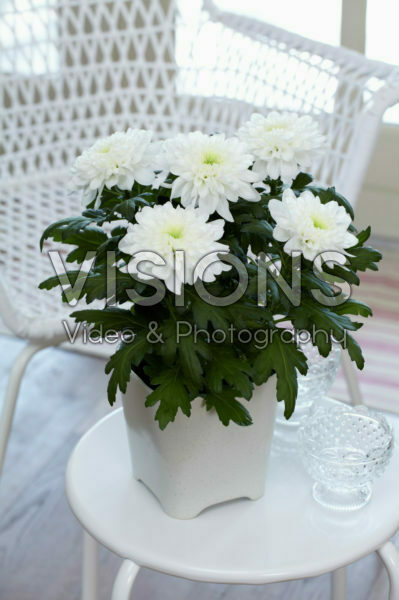 Chrysanthemum Nova Zembla White