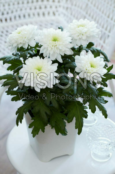 Chrysanthemum Nova Zembla White Chrysanthemum Nova Zembla White
