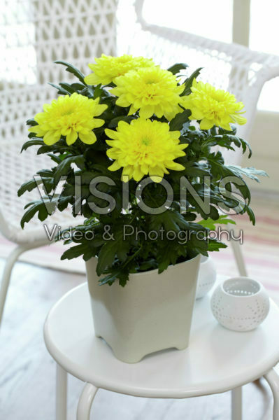 Chrysanthemum Nova Zembla Yellow