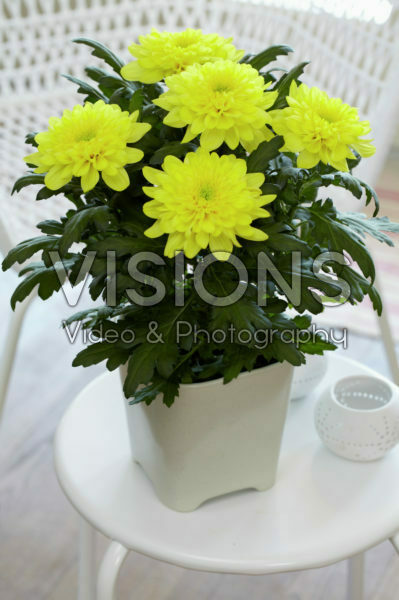 Chrysanthemum Nova Zembla Yellow Chrysanthemum Nova Zembla Yellow