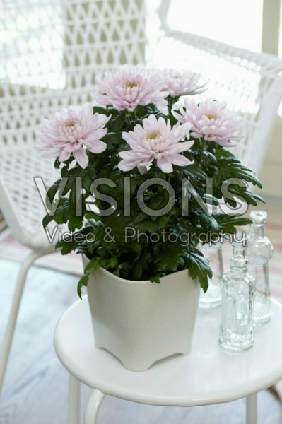 Chrysanthemum Nova Zembla Pink Chrysanthemum Nova Zembla Pink