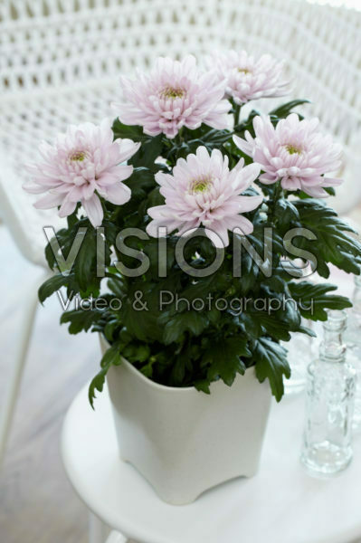 Chrysanthemum Nova Zembla Pink Chrysanthemum Nova Zembla Pink