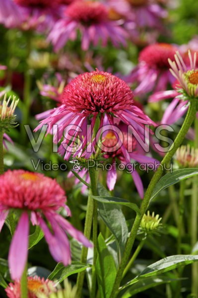 Echinacea Double Scoop Bubble Gum Echinacea Double Scoop Bubble Gum