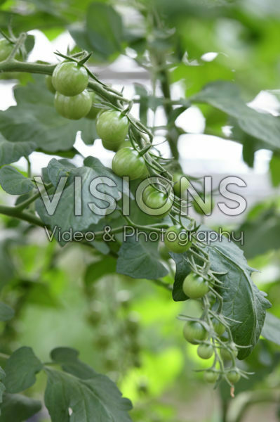 Solanum lycopersicum Lupitas