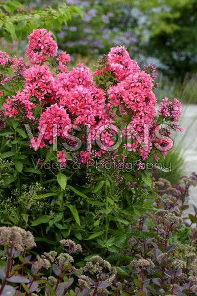 Phlox paniculata Cleopatra Phlox paniculata Cleopatra