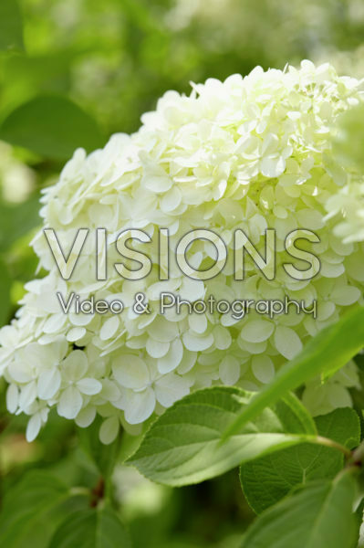 Hydrangea paniculata Limelight®