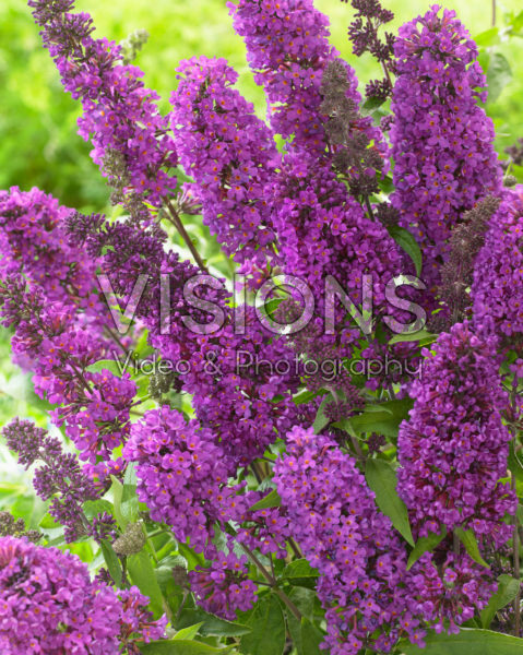 Buddleja Free Petite® Tutti Frutti