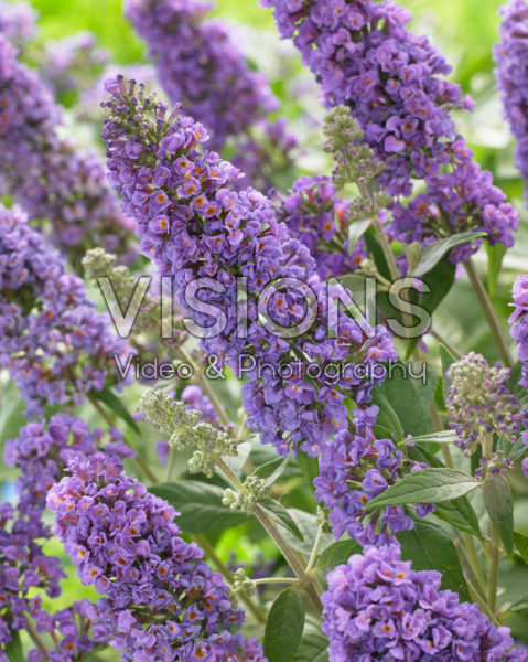 Buddleja Free Petite® Blue Heaven Buddleja Free Petite® Blue Heaven