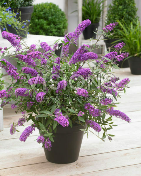 Buddleja Free Petite® Dark Pink Buddleja Free Petite® Dark Pink