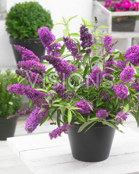 Buddleja Free Petite® Tutti Frutti Buddleja Free Petite® Tutti Frutti