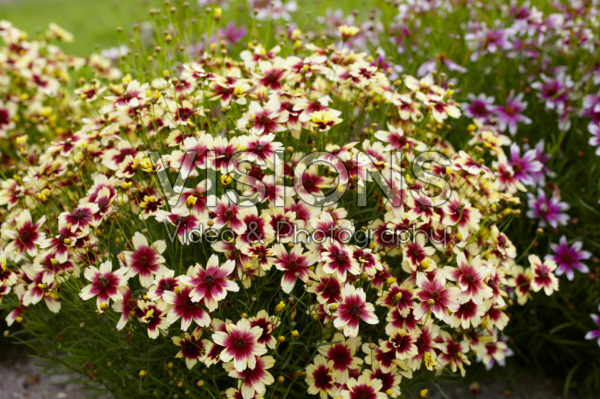 Coreopsis Satin & Lace Peach Sparkle