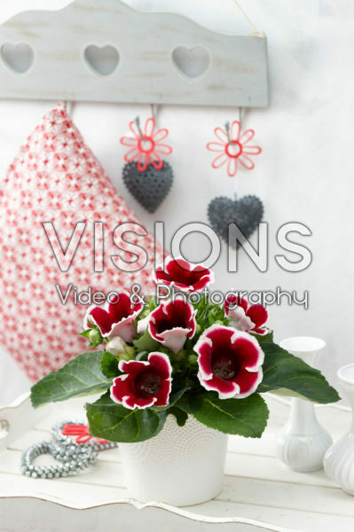 Gloxinia Kaiser Friedrich