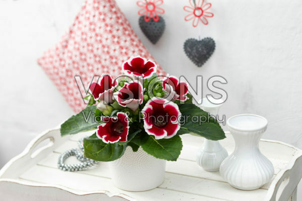 Gloxinia Kaiser Friedrich