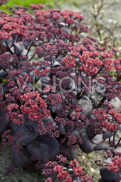 Sedum SunSparkler® Blue Pearl
