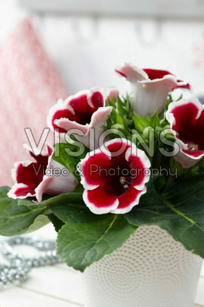 Gloxinia Kaiser Friedrich