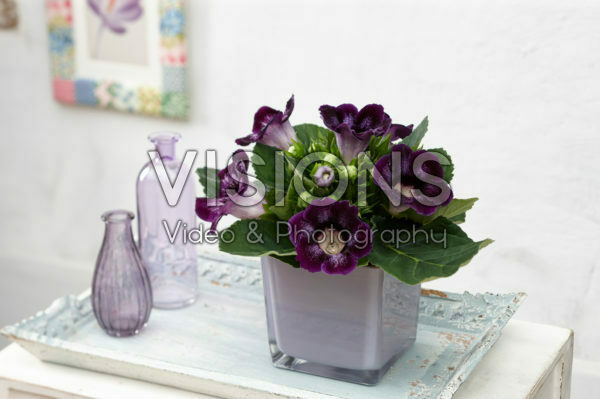 Gloxinia Tigrina Blue