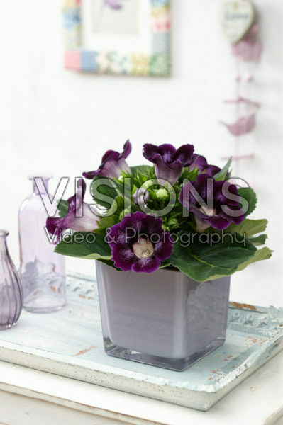 Gloxinia Tigrina Blue