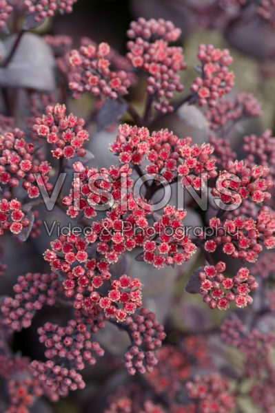 Sedum SunSparkler® Blue Pearl Sedum SunSparkler® Blue Pearl