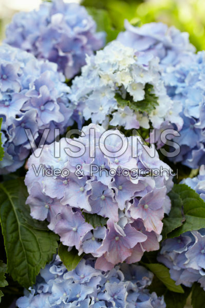 Hydrangea Spike ® Blue