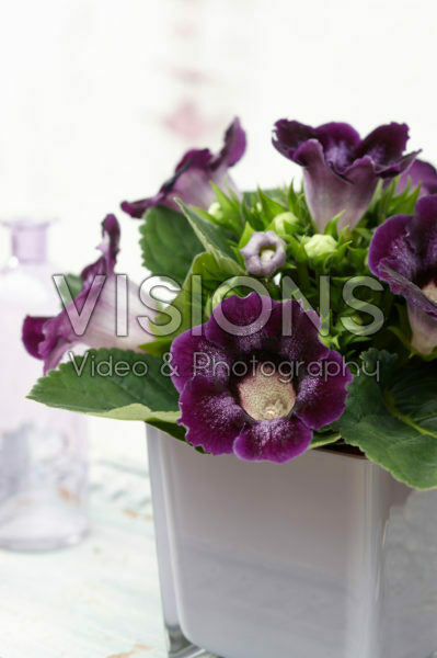 Gloxinia Tigrina Blue