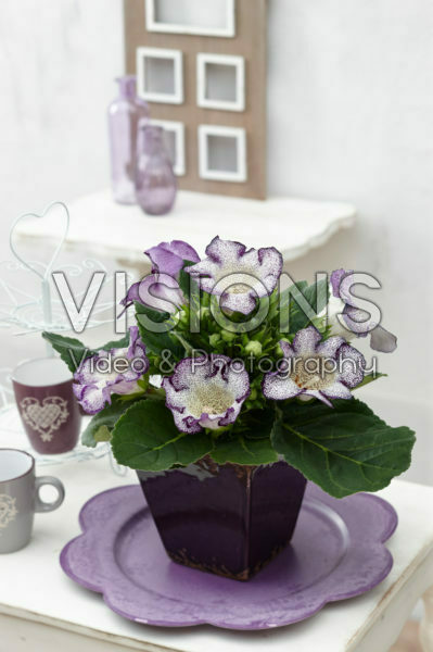 Gloxinia Tigrina Blue