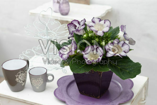 Gloxinia Tigrina Blue