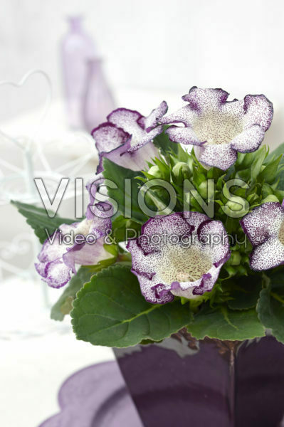 Gloxinia Tigrina Blue