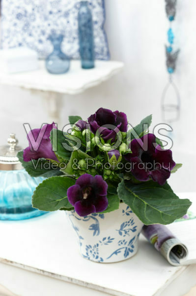Gloxinia purple