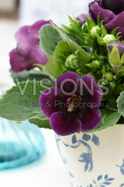 Gloxinia purple