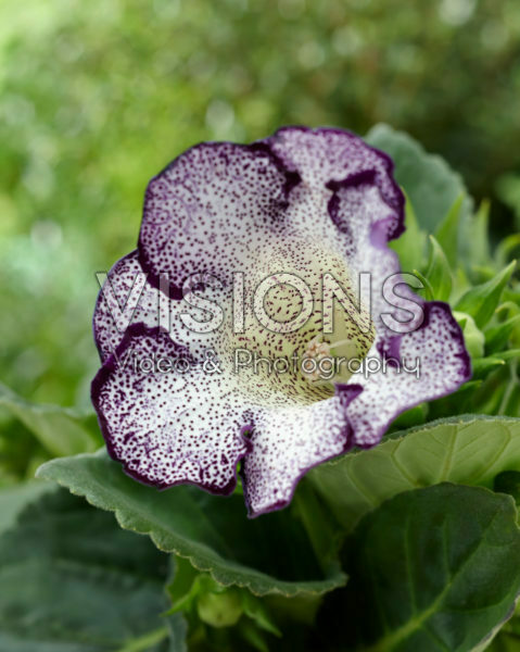 Gloxinia Tigrina Blue