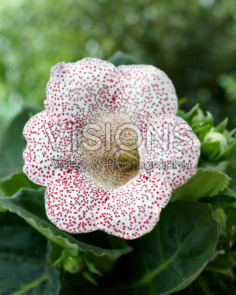 Gloxinia Tigrina Red
