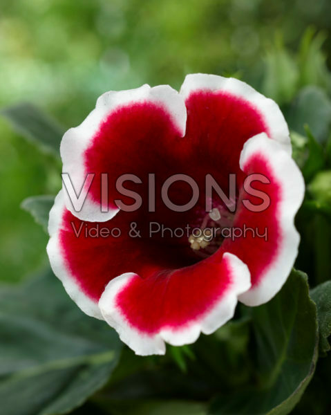 Gloxinia Kaiser Friedrich
