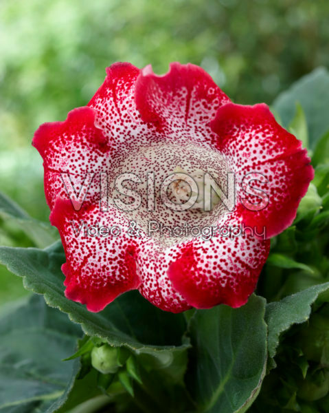 Gloxinia Tigrina Red