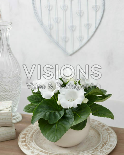 Gloxinia white