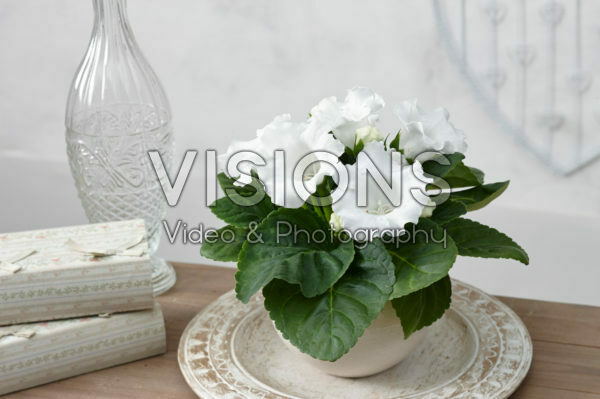 Gloxinia white