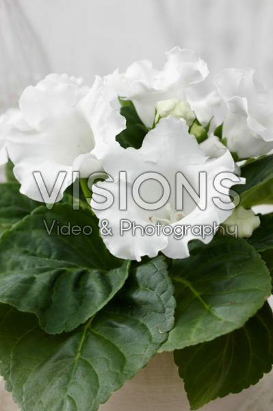 Gloxinia white