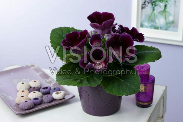 Gloxinia purple