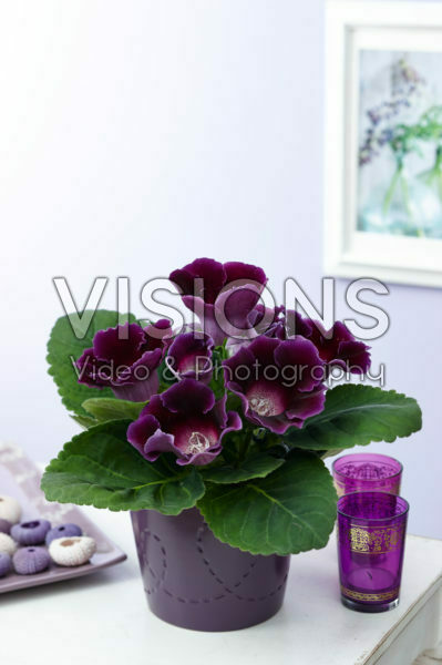 Gloxinia purple