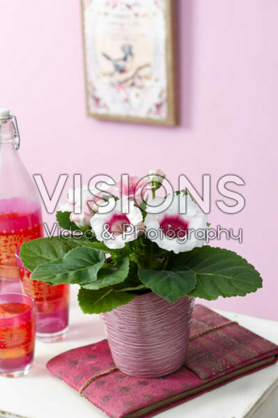 Gloxinia bicolour