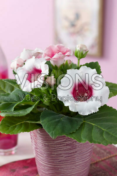 Gloxinia bicolour