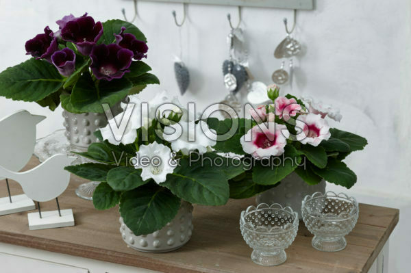 Gloxinia mixed